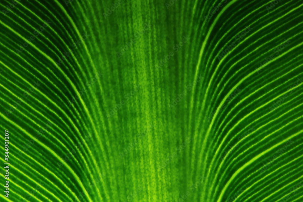 Obraz premium texture of green leaves in nature for background