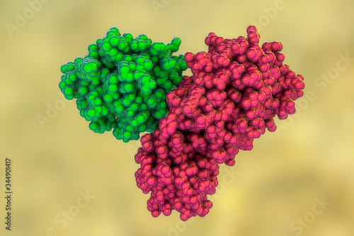 The main protease of coronavirus photo