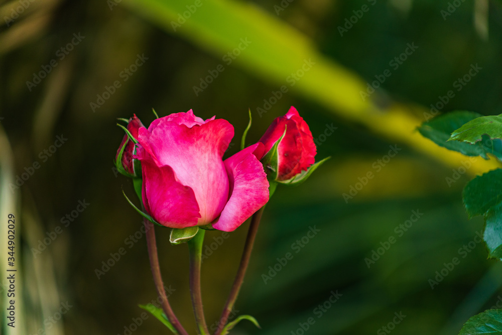 roses roses