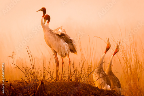 Calling in the Wild!!! This pairs of Sarus Crane image is taken at Bharatpur in Rajasthan, India. photo