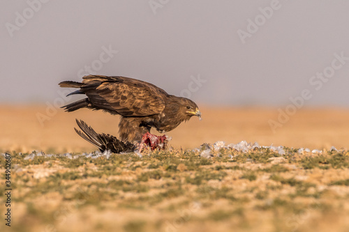 Eagle with a kill