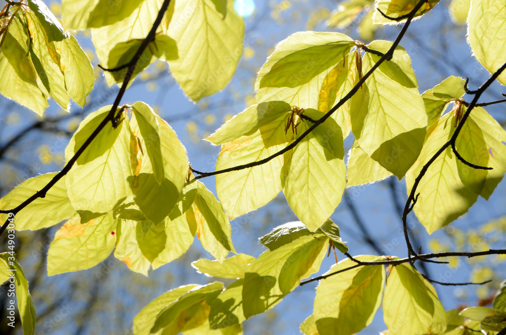 Branches of young trees with fresh leaves. Trees growing in woods on