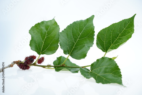 branch with berries