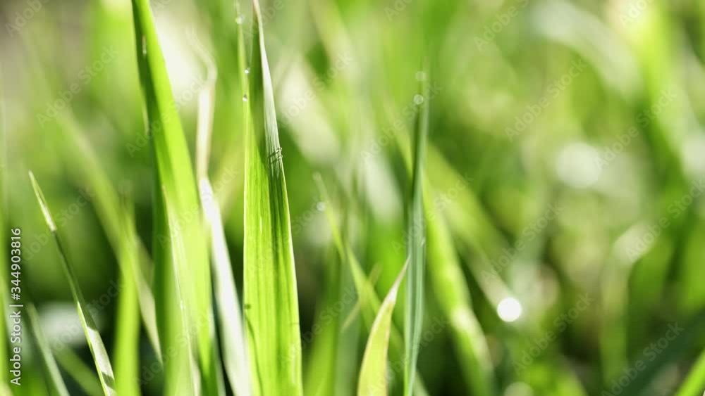 Young spring grass is waving softly in the wind. Young spring grass is waving softly in the wind.