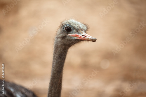 Head of an ostrich close-up in the woods