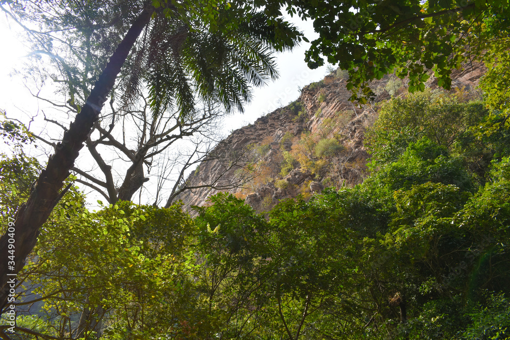 African forest, green path without human presence, full of plants and palm trees African forest, green path without human presence, full of plants and palm trees