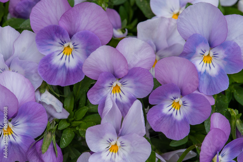 Pansy flower close-up top view