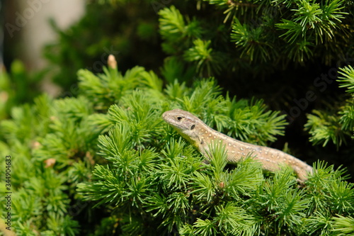 Garden lizard on tree photo