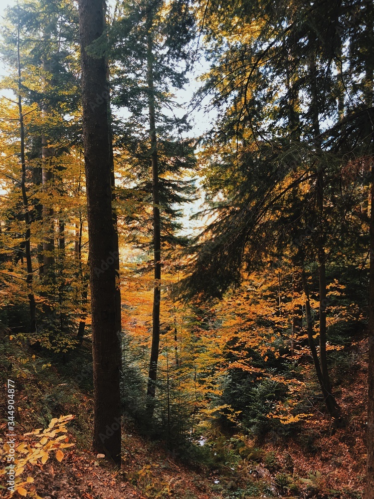 Fototapeta premium Golden autumn in mountain forest.