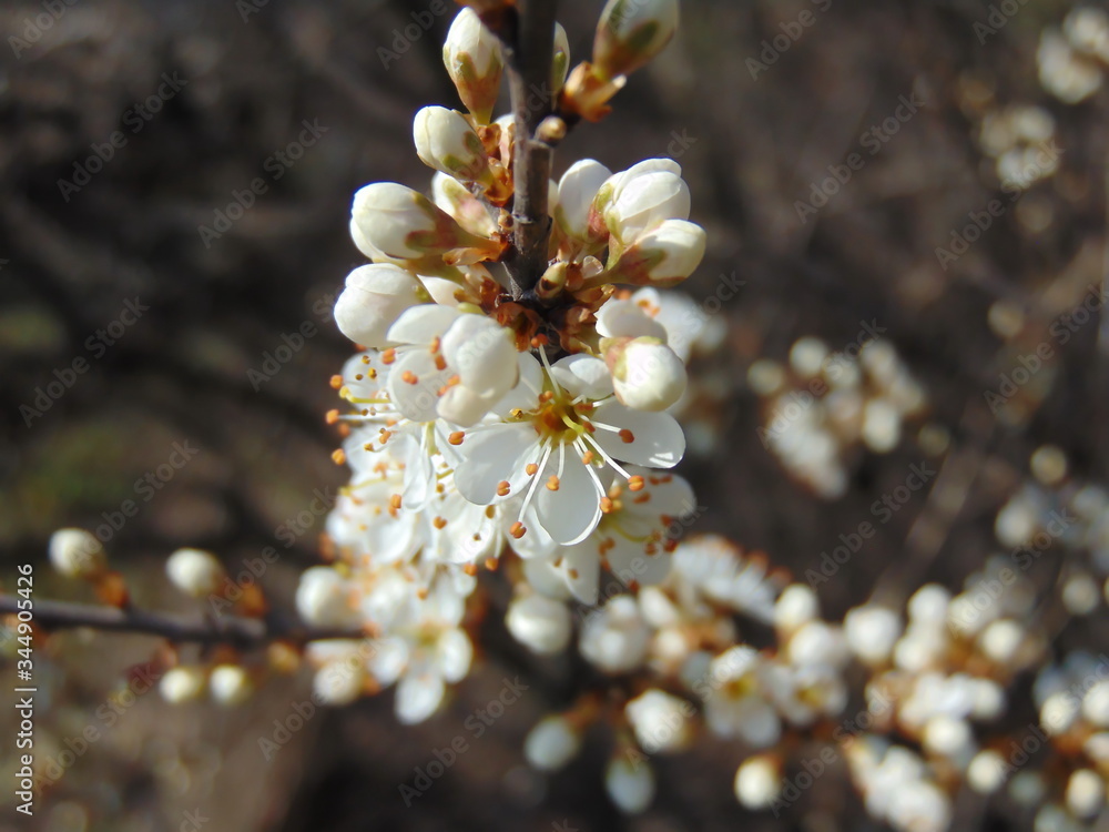 Fototapeta premium blooming sloe brush
