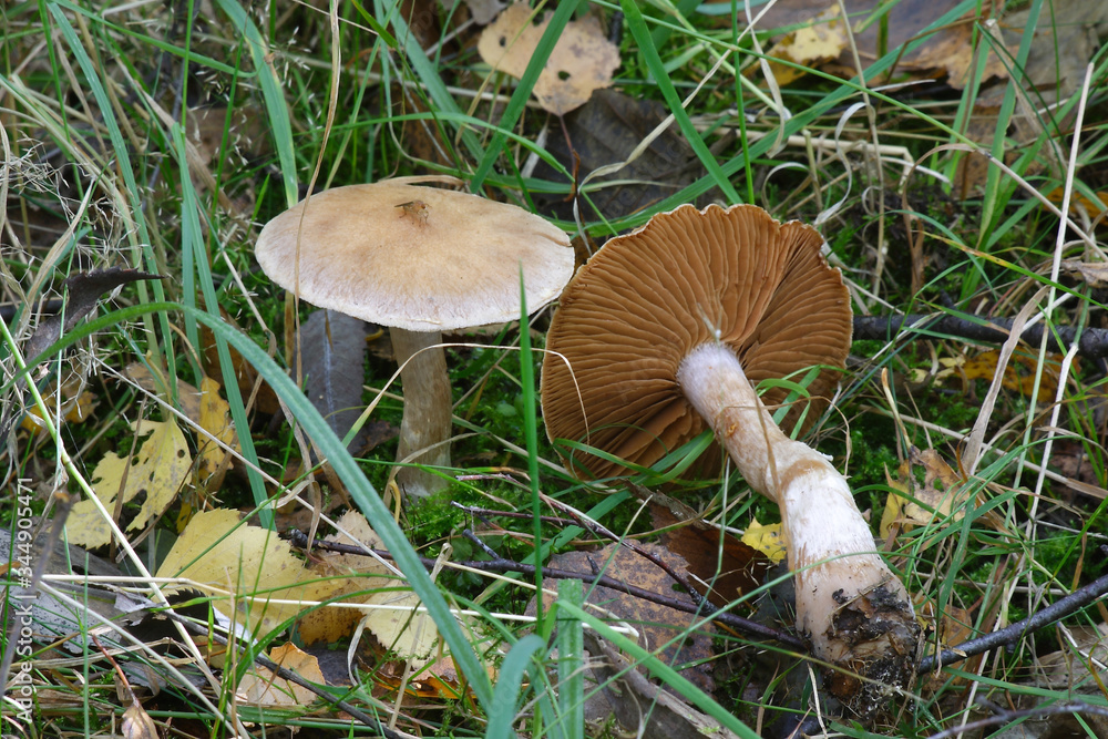 Mushrooms in the autumn forest
Mushrooms in the autumn forest