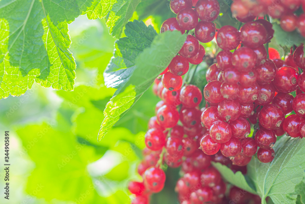 Bunches of red currants hang on branches on a sunny summer day. Natural background. Homegrown, gardening and agriculture consept. Copy space for text. Bunches of red currants hang on branches on a sunny summer day. Natural background. Homegrown, gardening and agriculture consept. Copy space for text.