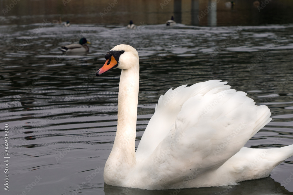 Obraz premium łabędź niemy