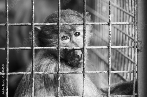 Photography Greyscale shot of a sad monkey in a small old cage - conception : captivity