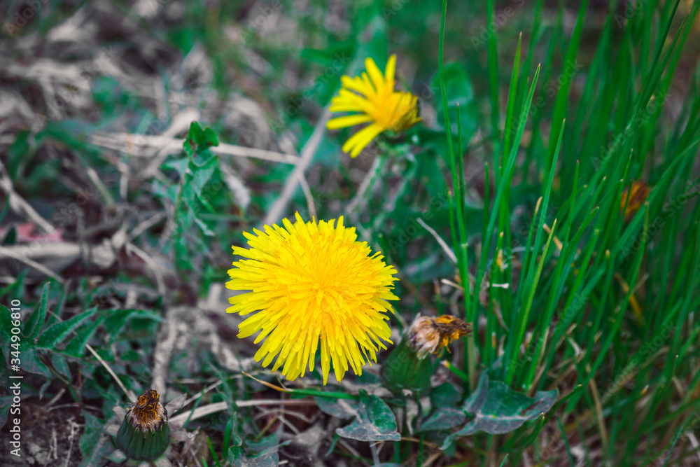 dandelion flower (Taraxacum officinale) in nature dandelion flower (Taraxacum officinale) in nature