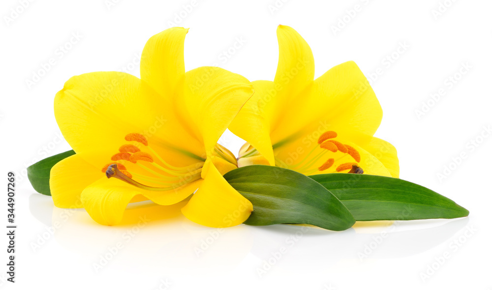 Fototapeta premium Two yellow lilies.