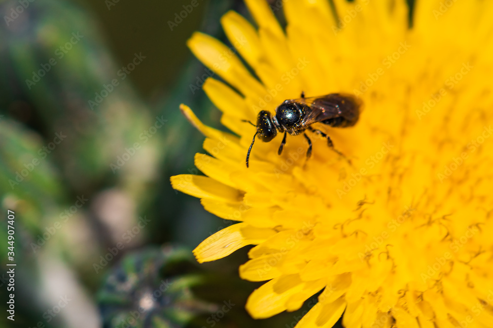 A bee pollinates a dandelion flower A bee pollinates a dandelion flower