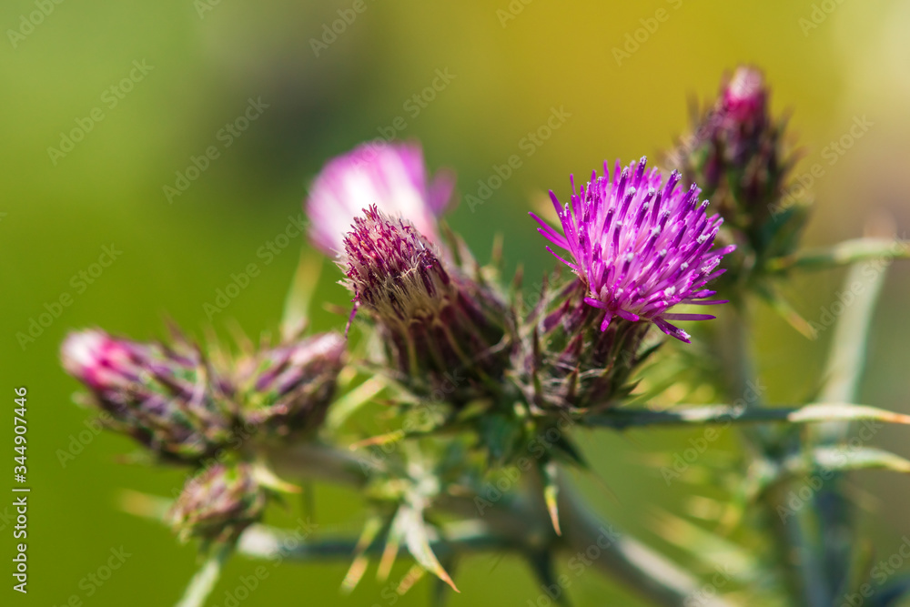Spring thistle flowers, nature green background Spring thistle flowers, nature green background