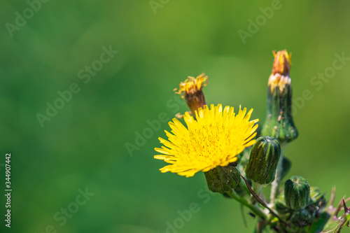 Sonchus asper flower, also commonly known as the prickly sow-thistle, rough milk thistle, spiny sowthistle, sharp-fringed sow thistle © Vastram