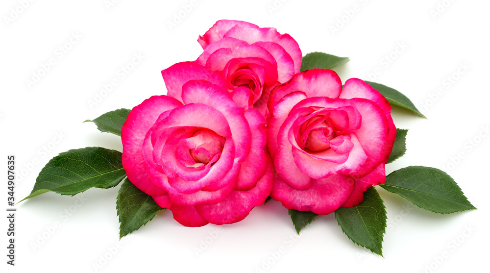 Beautiful pink roses. Beautiful pink roses.