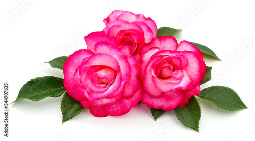 Beautiful pink roses. © Anatolii