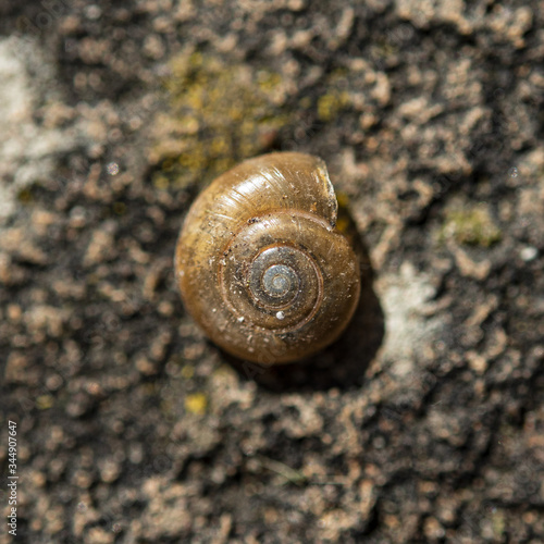 Close up of a tiny snail shell in the garden in spring.
