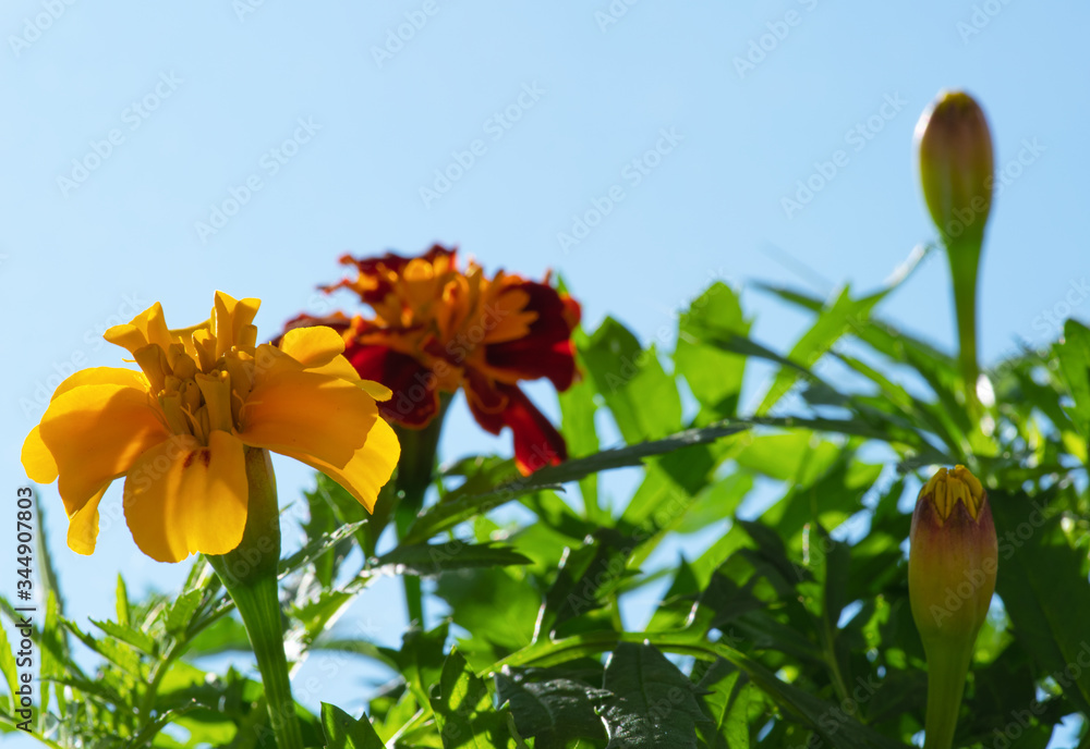 Fototapeta premium orange flower on blue sky background