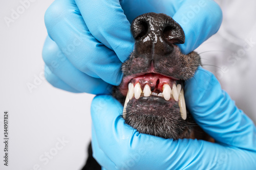 Veterinarian examines the oral cavity of a dog in a clinic. examines tooth extraction © Masarik