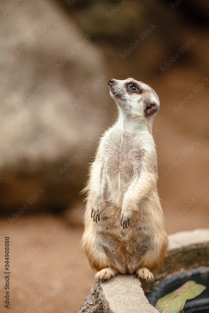 Fototapeta premium Adorable meerkat stands at the post