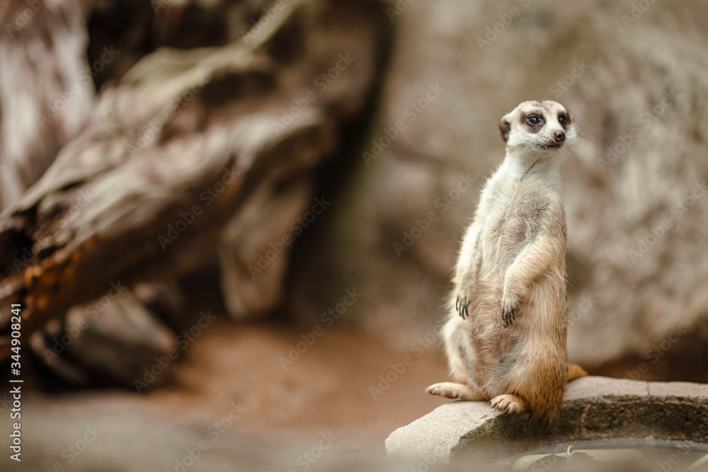 Fototapeta premium Adorable meerkat stands at the post