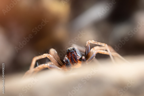 Spider close-up, macro photo. Arthropods, insects.