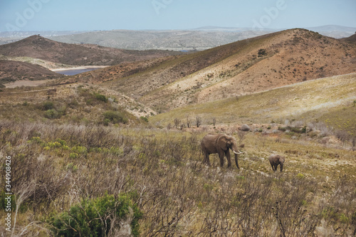 Elephant with her child walk across the grassy field with views of hills in Africa