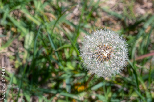 Dandelion seed pod in a beautiful background
