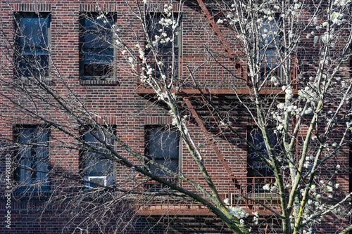 Simple Urban Residential Building with a White Flowering Tree during Spring and Fire Escapes in Astoria Queens New York