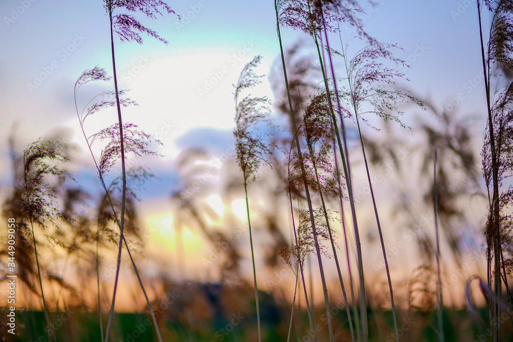 Obraz premium reeds at sunset