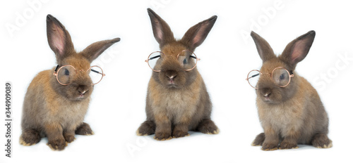 Rabbit wearing glasses in 3 different poses on white background.