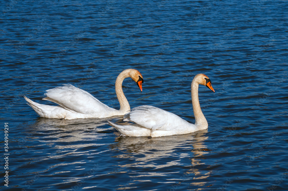 Naklejka premium white swans group on the lake swim well under the bright sun