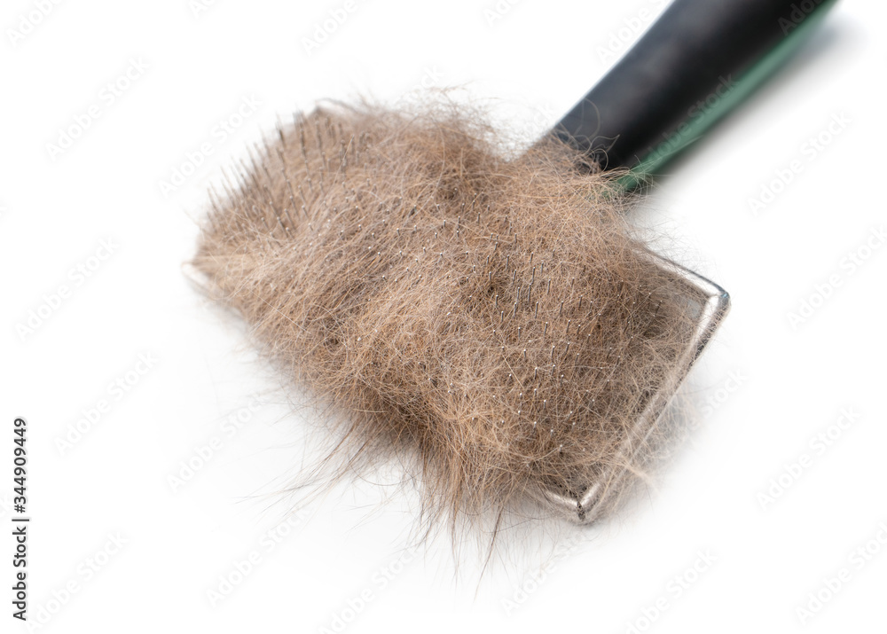 Cat brush with cat hair. Close up. Wire bristle grooming brush. Orange / brown fur stuck to comb