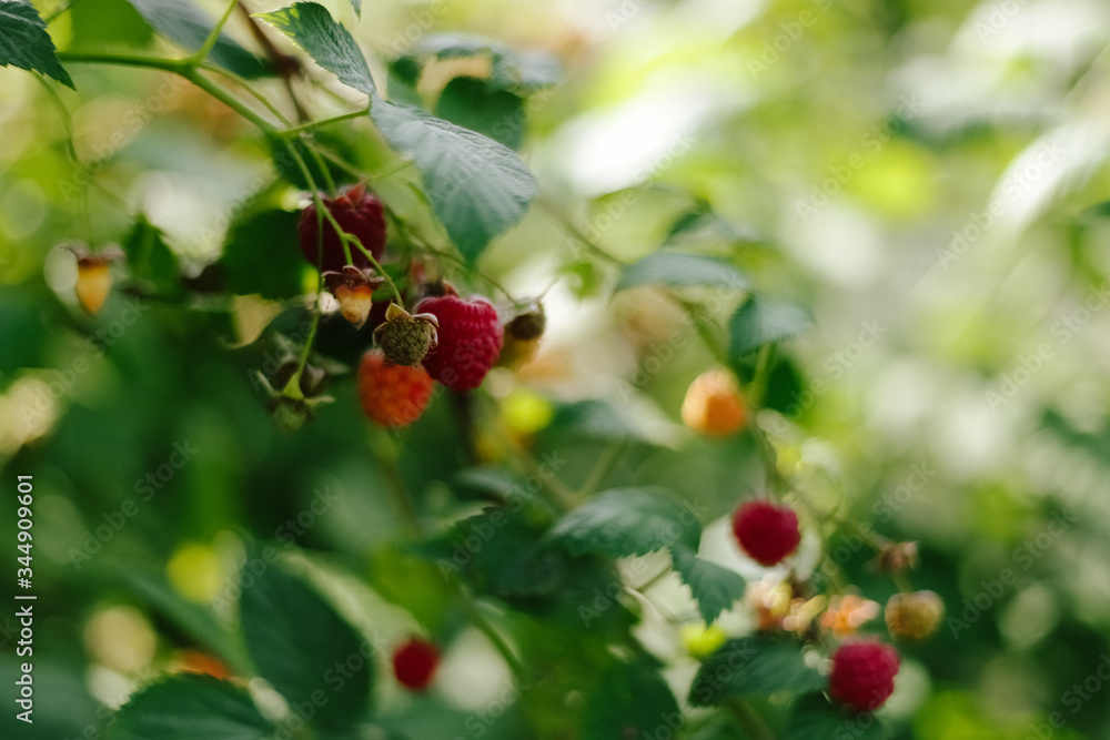 Fototapeta premium Branch of red ripe raspberries in garden