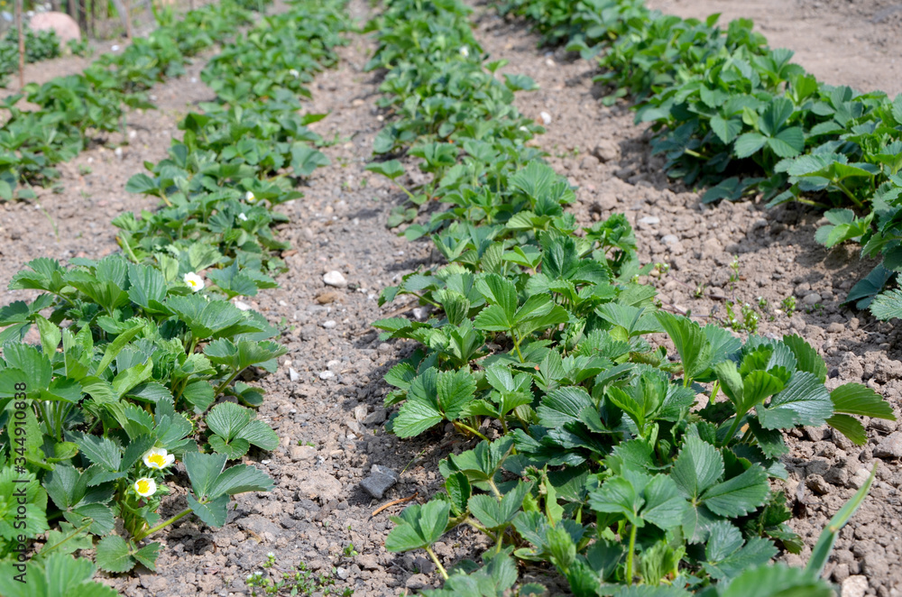 beds with young strawberry bushes in a vegetable garden beds with young strawberry bushes in a vegetable garden