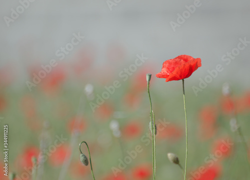 red poppy in the field