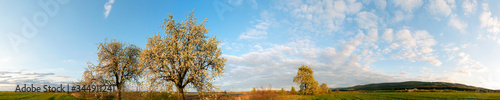 Panorama view of mountain meadow with flowering pear trees against a backdrop of spruce forest and picturesque sky © mikhailgrytsiv