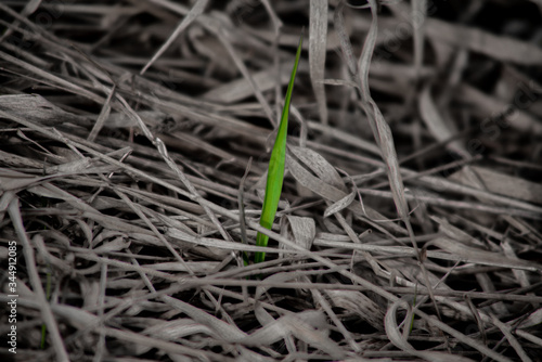 Minimalistic shot of a green blade of grass in a monochrome sourrounding photo