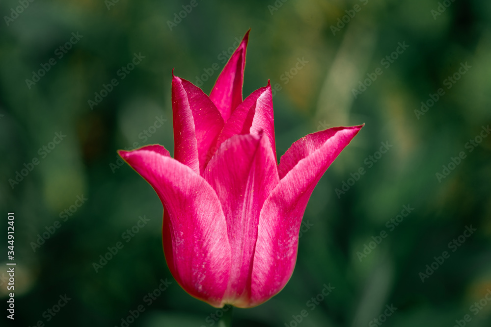 Portrait of a colourful pink tulip