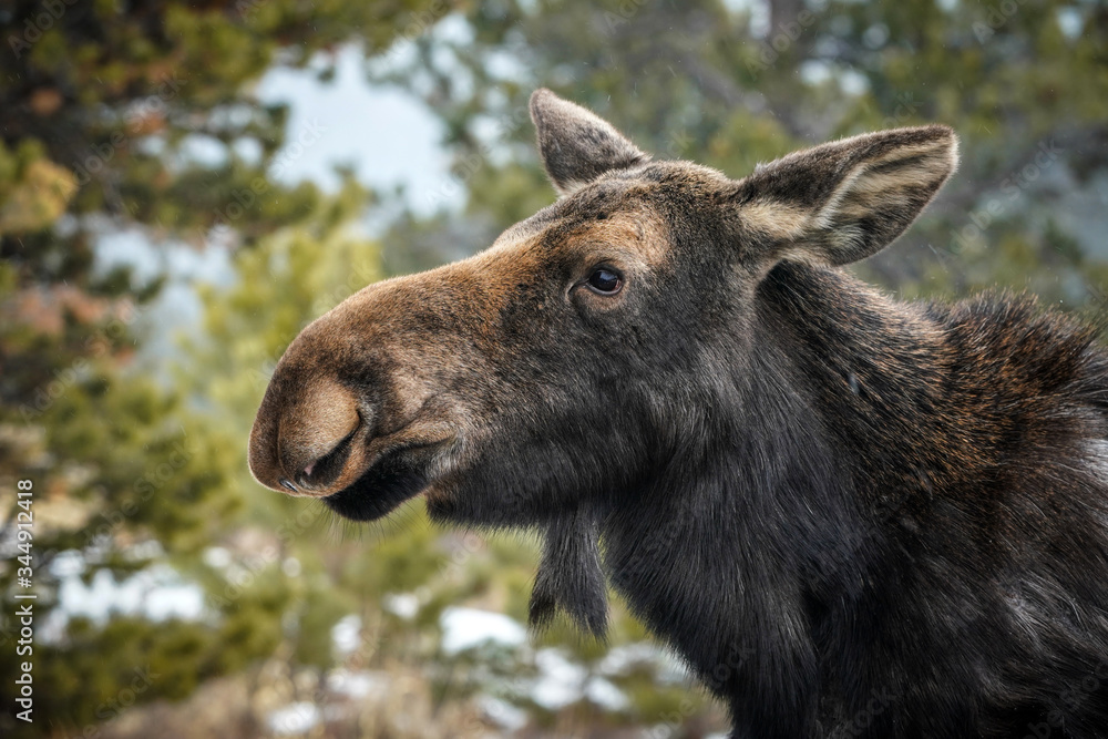 Moose - Cow - Portrait Moose - Cow - Portrait