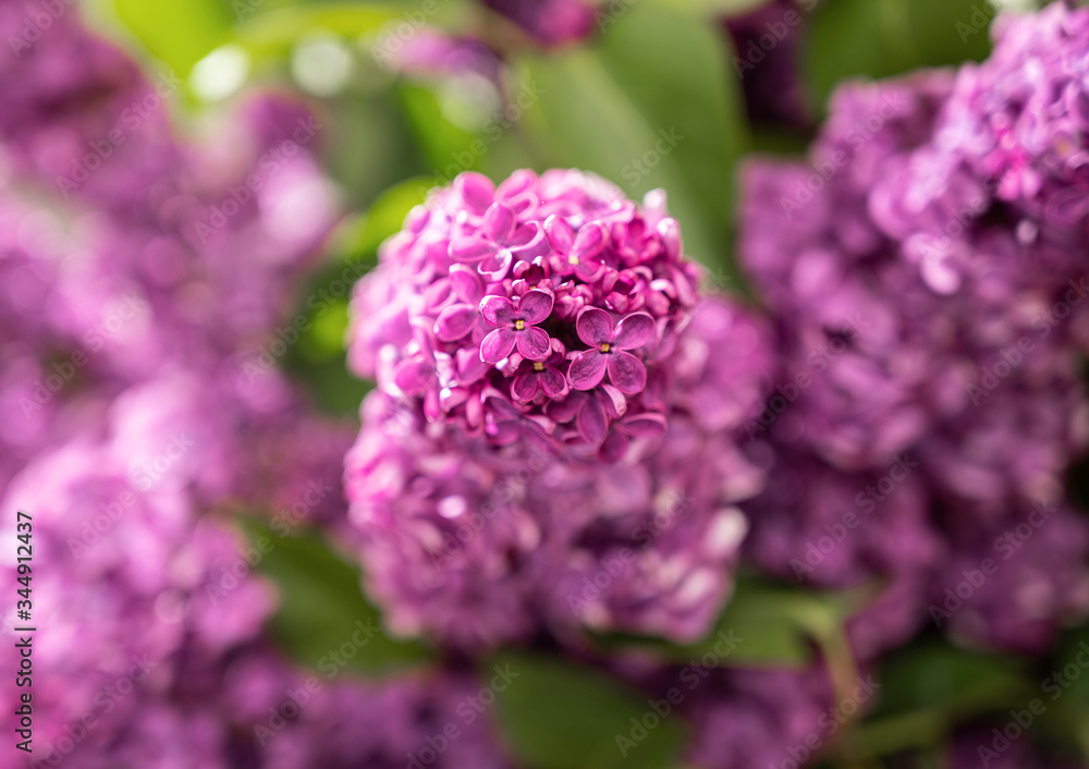 Branch with violet lilac flowers Branch with violet lilac flowers