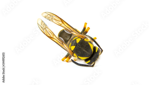 Insect wasp isolated on a white background
