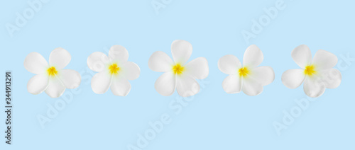 Closeup Plumeria white color on blue background for spa relax