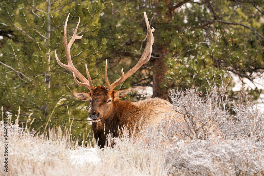 Huge Bull Elk