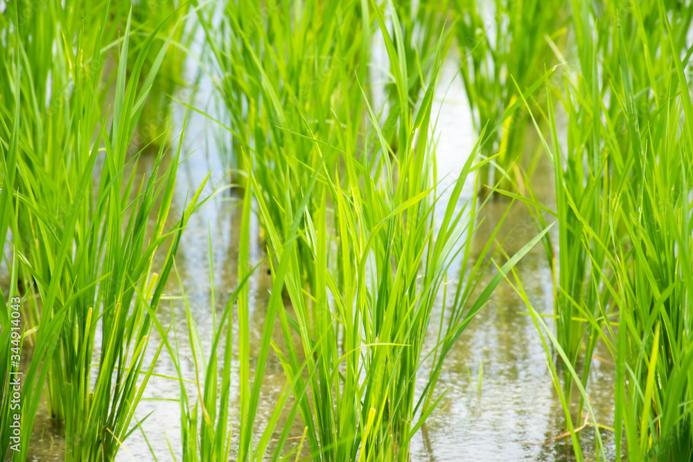 Close up of Rice sprouts plant growth in rice field.